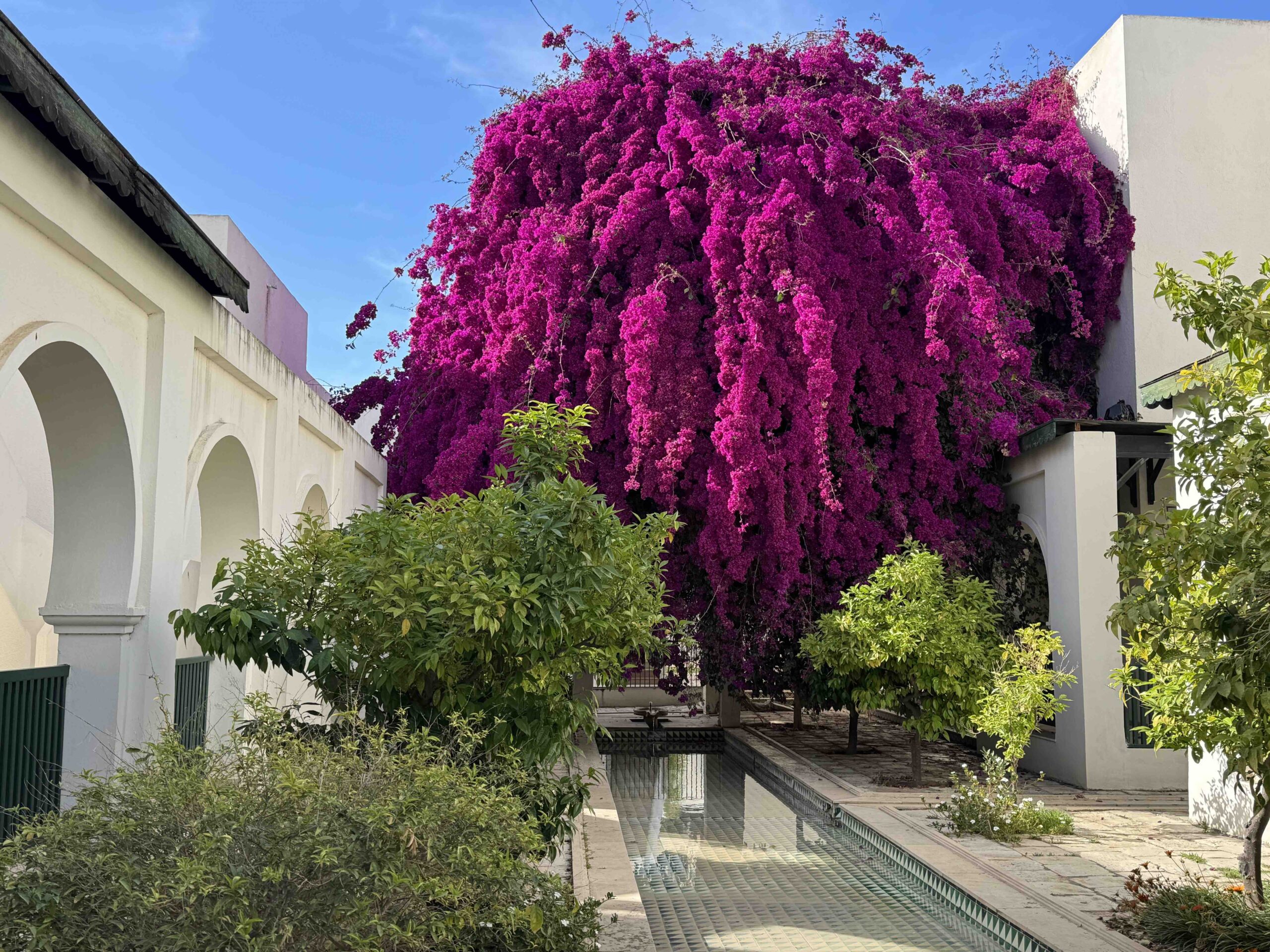 bougainvilla Tunisian fountain and flowers in courtyard