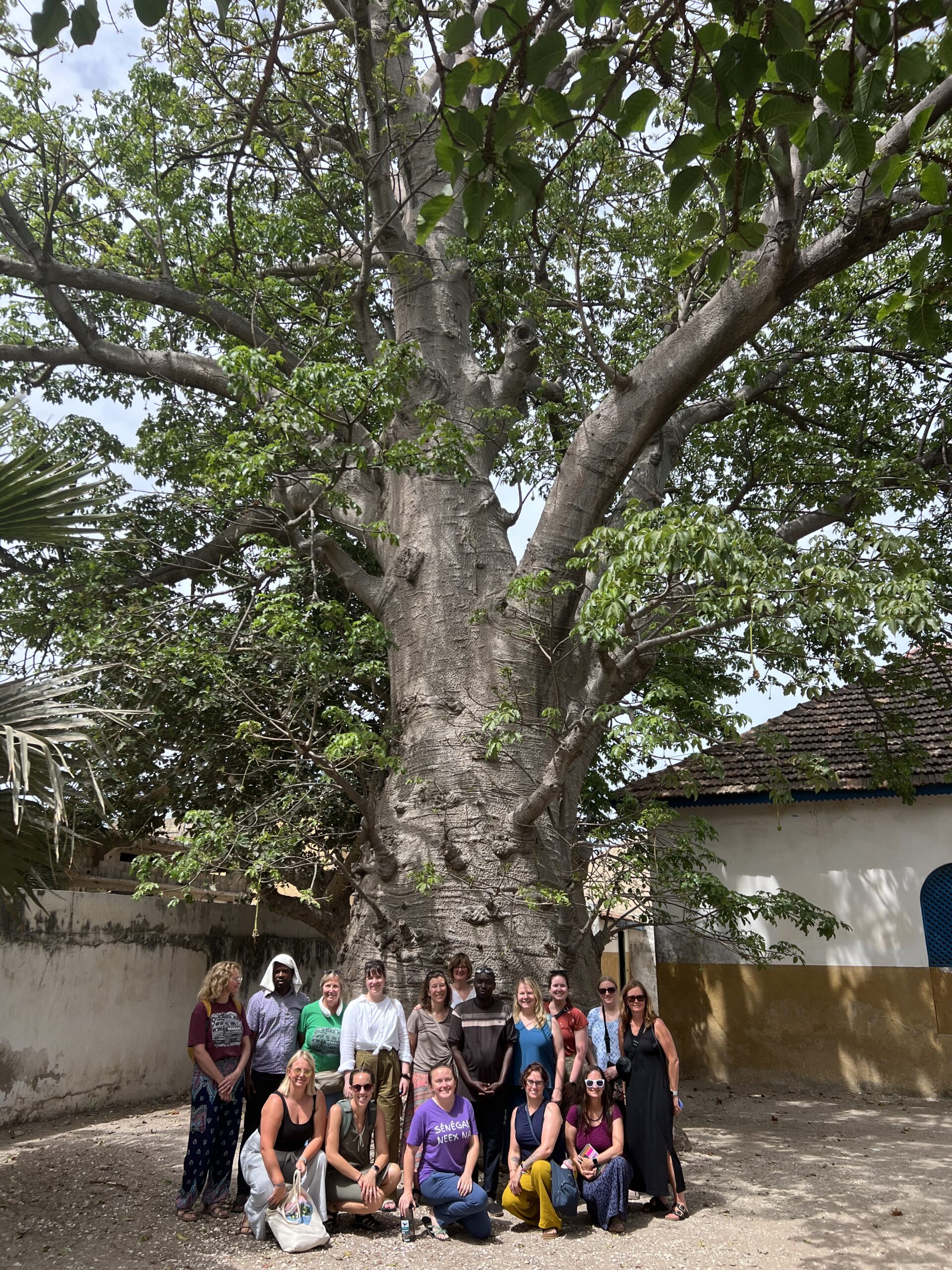 French teachers & Senegalese baobab French teachers & Senegalese baobab