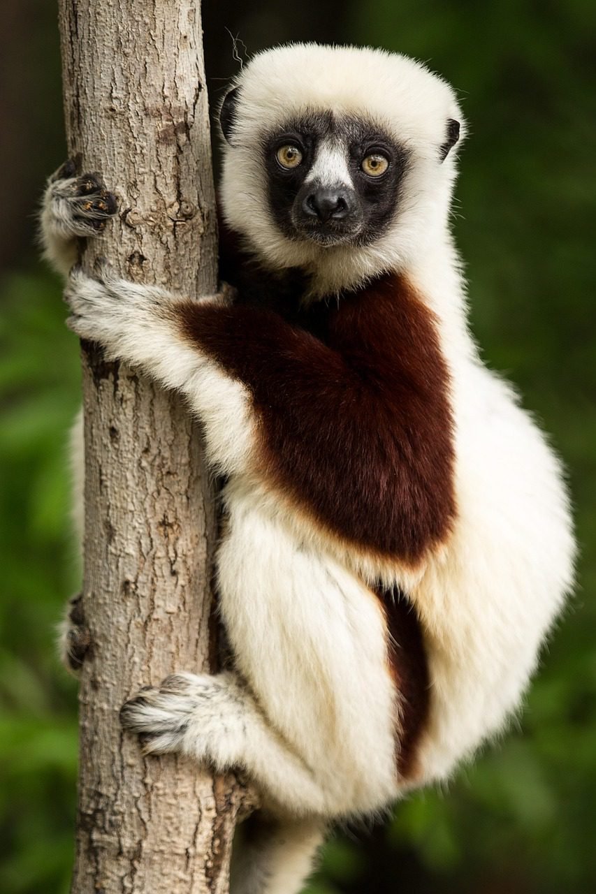 Lemur in Madagascar